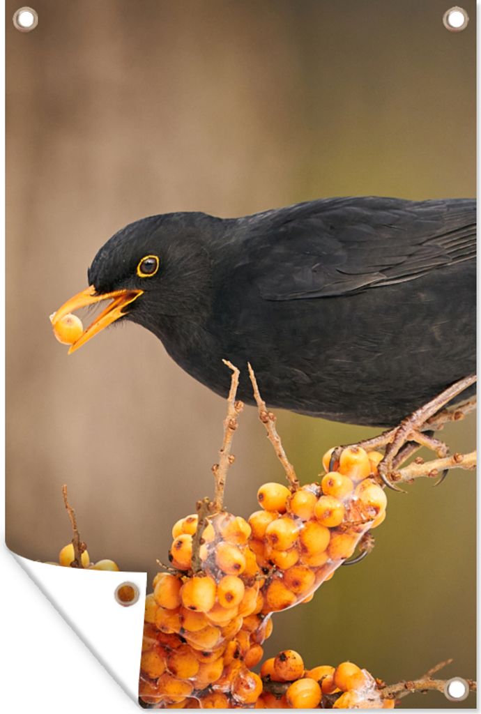 MuchoWow 60x90 cm Outdoor-Poster Gartendeko Sichtschutz Garten Poster für den Garten Vogel - Amsel - Winter - Eis - Beere