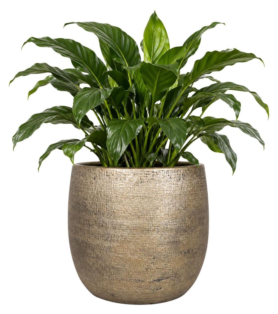 Floran Pflanztopf Mira - goldfarben - Keramik - D29 x H27 Produktbild 