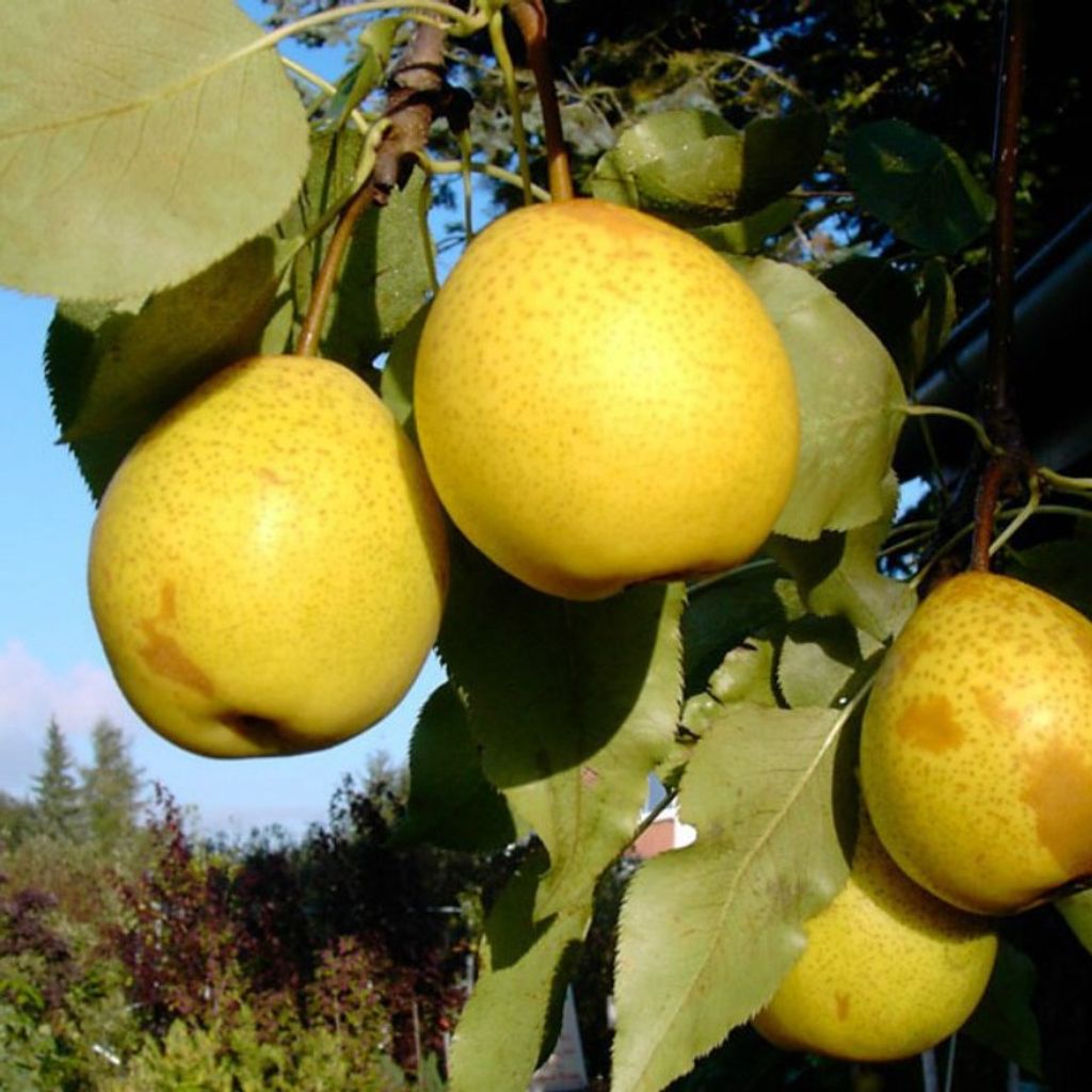 Benita®, Kreuzung aus Birne und Nashi Nashibaum - Produktbild 
