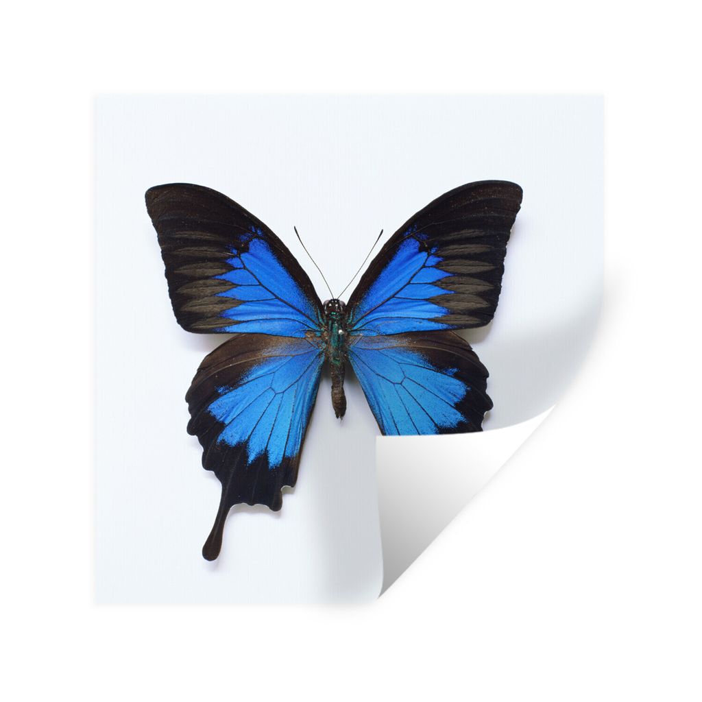 MuchoWow Wandtattoo Wandsticker Wandaufkleber Schmetterling - Insekten - Blau 100x100 cm Selbstklebend und Repositionierbar - Wierderverwendbar -...