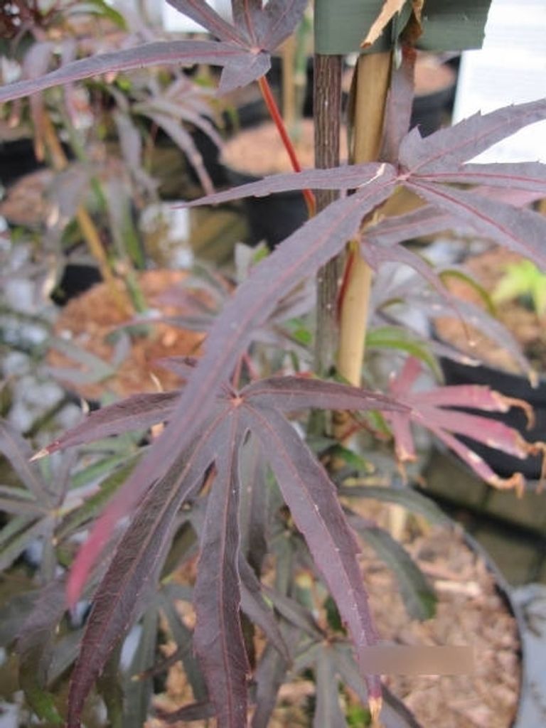 Japanischer Fächerahorn Peve Dave - Ahorn palmatum 60-80