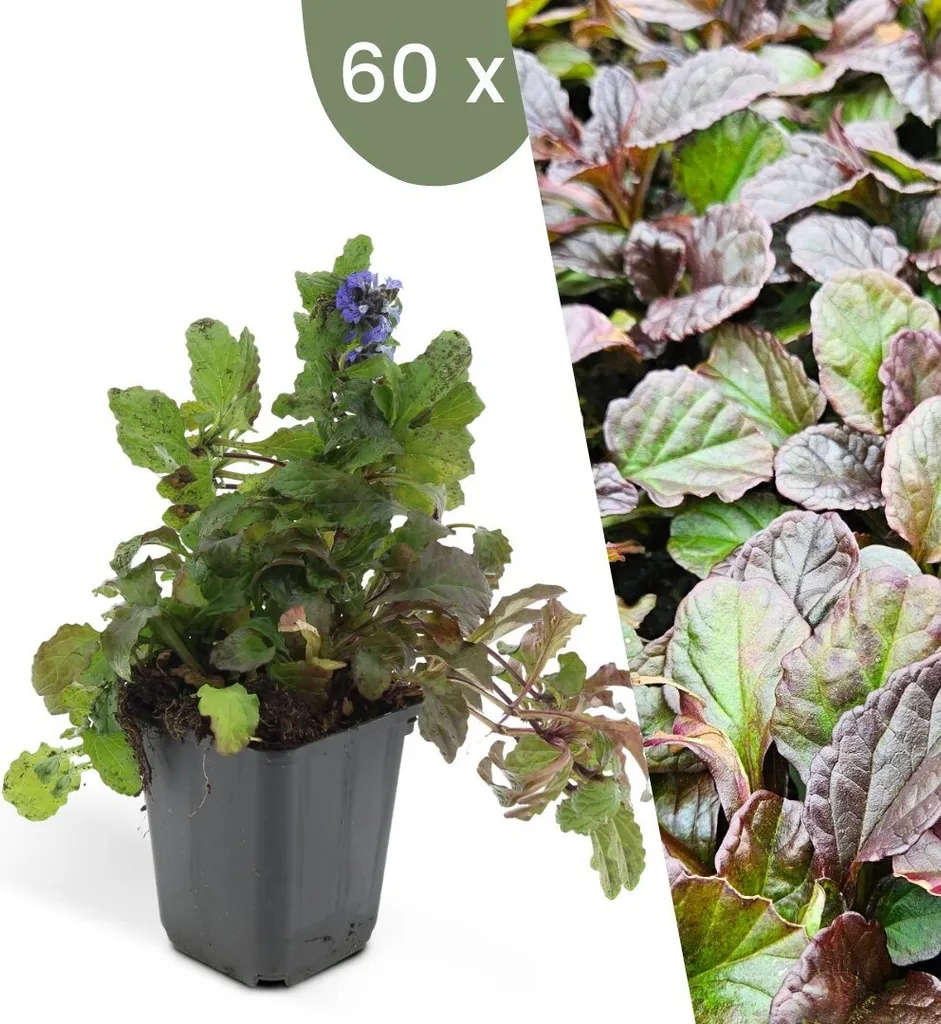 Plantes de Bugle Rampantes Ajuga Reptans : Lot de 60 Vivaces de Jardin