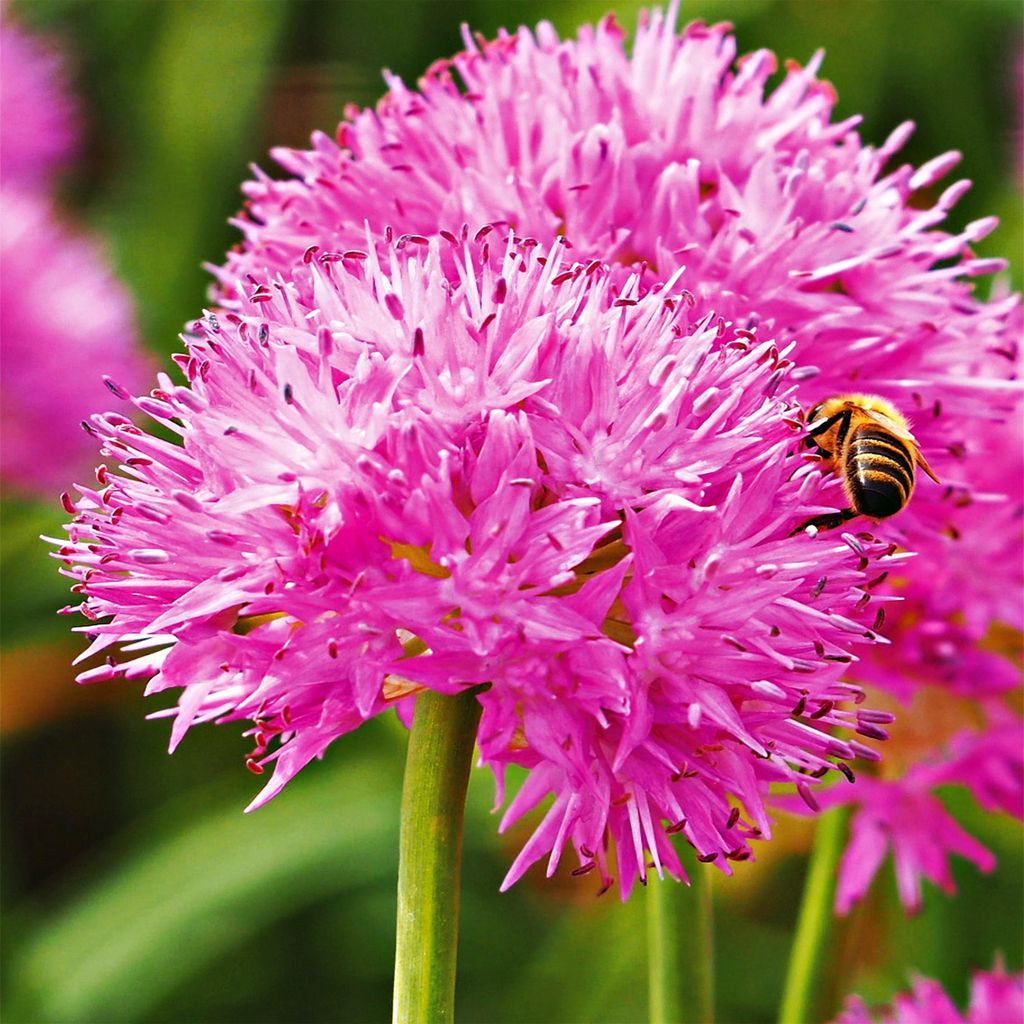 Blumenzwiebeln Zwiebeln Zierlauch Allium Carolinianum 3 St. Produktbild 