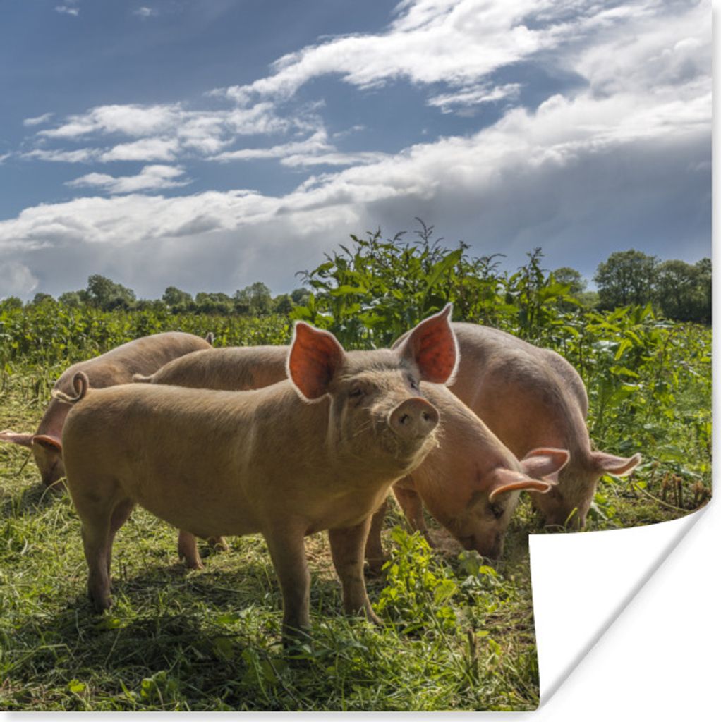 MuchoWow Poster Schweine - Gras - Wolken 50x50 cm - Wohnzimmerdekoration