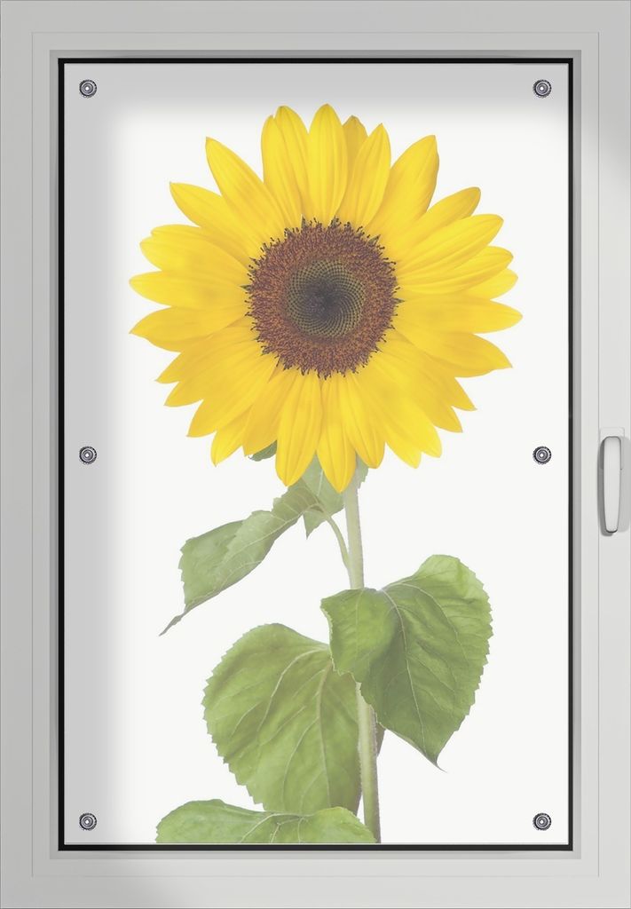 Wallario Lichtschutzbild, Dekorativer Sichtschutz Sonnenschutz 60 x 93 cm mit Motiv: Sonnenblume - Verdunklung ohne Bohren