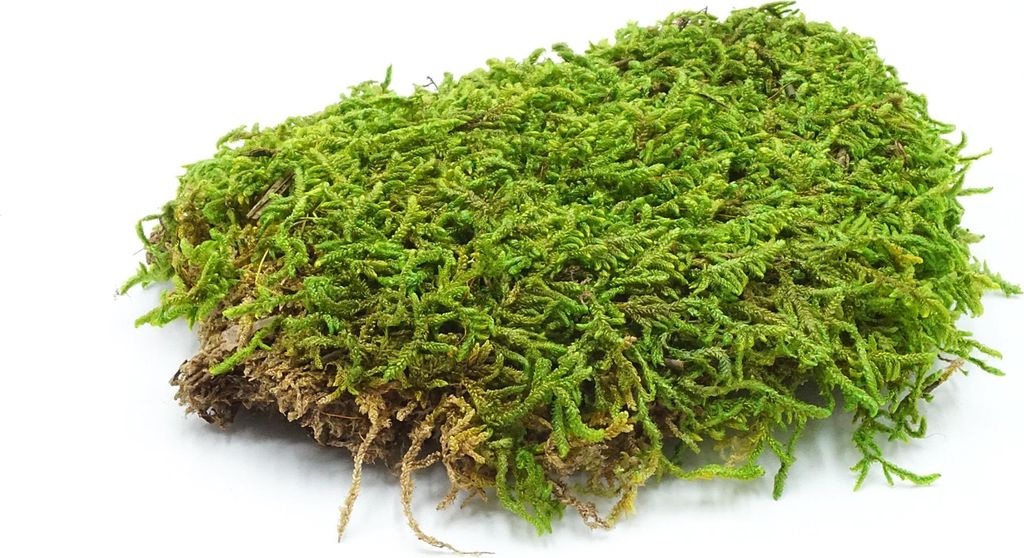 BioFlat Terrarienmoos 500g - Natürlich & Schadstofffrei