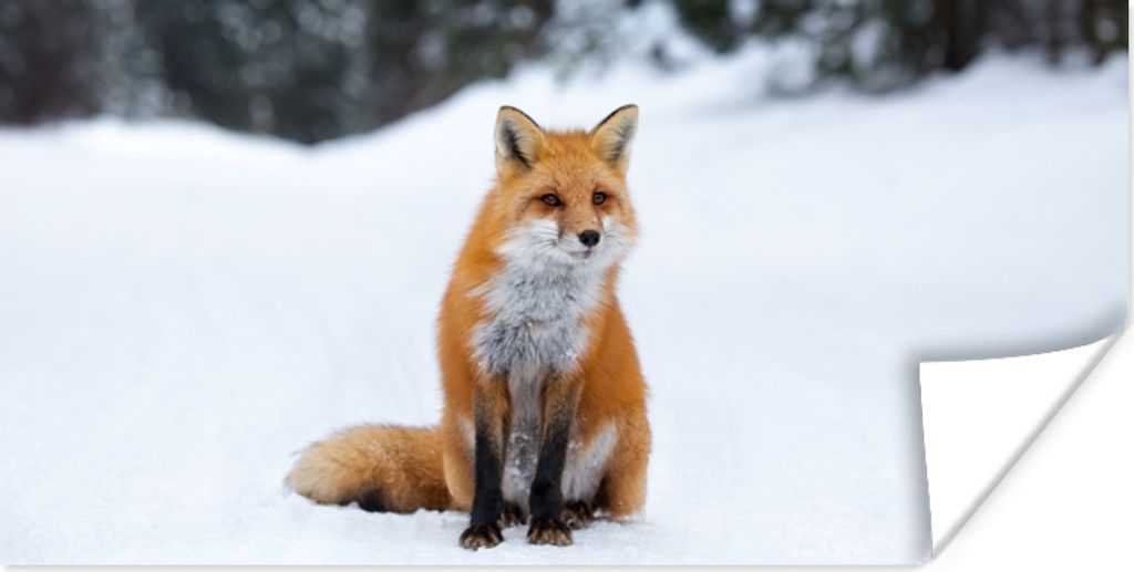 MuchoWow Poster Fuchs - Schnee - Wald 80x40 cm - Wanddeko