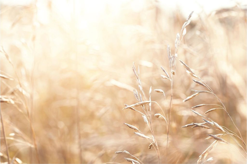 Fototapete Blumen - Vliestapete - Bildtapete UV-beständig Gräser beige Landhaus Wandtapete geruchsfrei