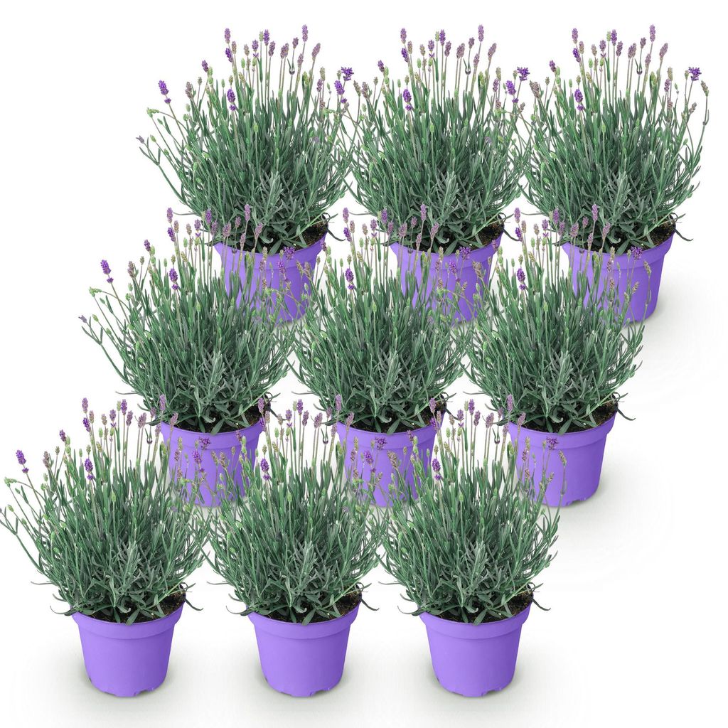GreenboutiQ - Gartenpflanze - Lavandula angustifolia Produktbild 