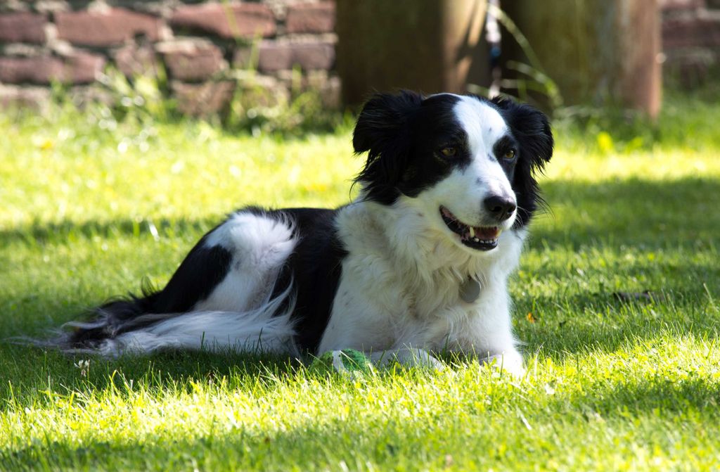 hansepuzzle 34554 - Hund Puzzle, 500 Teile, Tierwelt, 46,0 x 30,0cm mit hochwertiger Aufbewahrung, Kartonbox und wiederverschließbarem Beutel