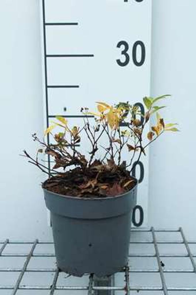 Spiraea jap. 'Genpei' ('shirobana') - Brautspiere 20- 25 cm - Container