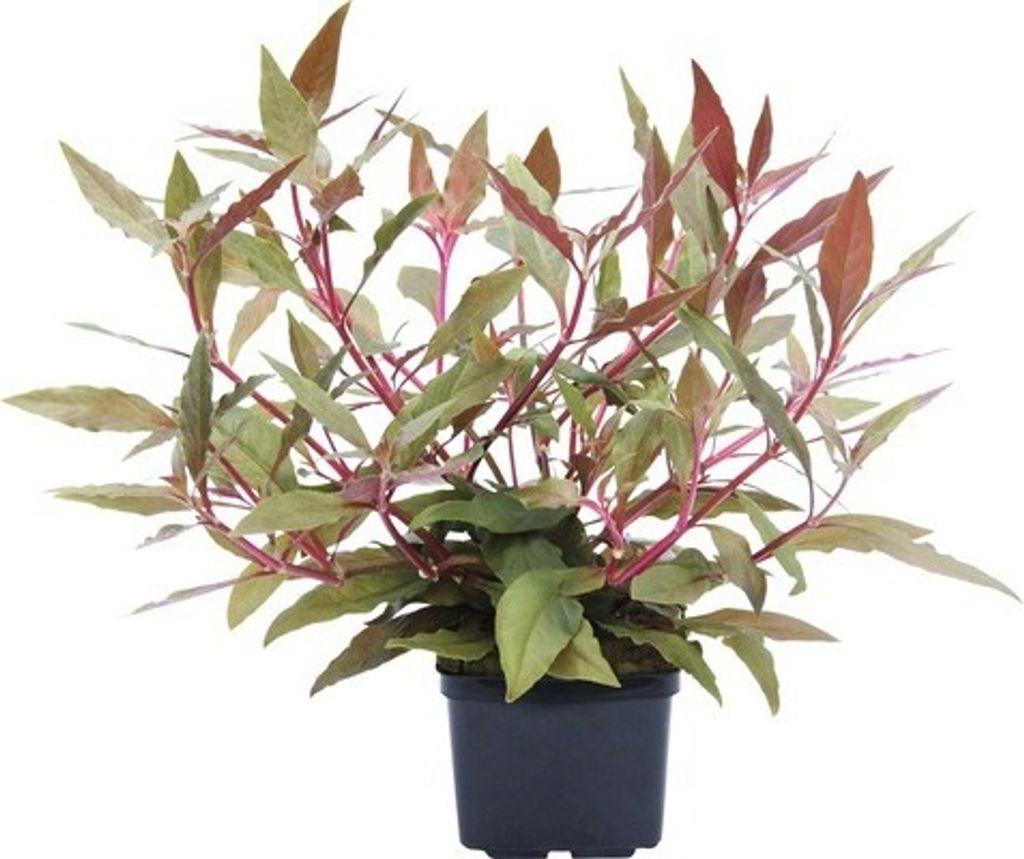 Stängelpflanze Alternanthera reineckii ́rot ́ XXL