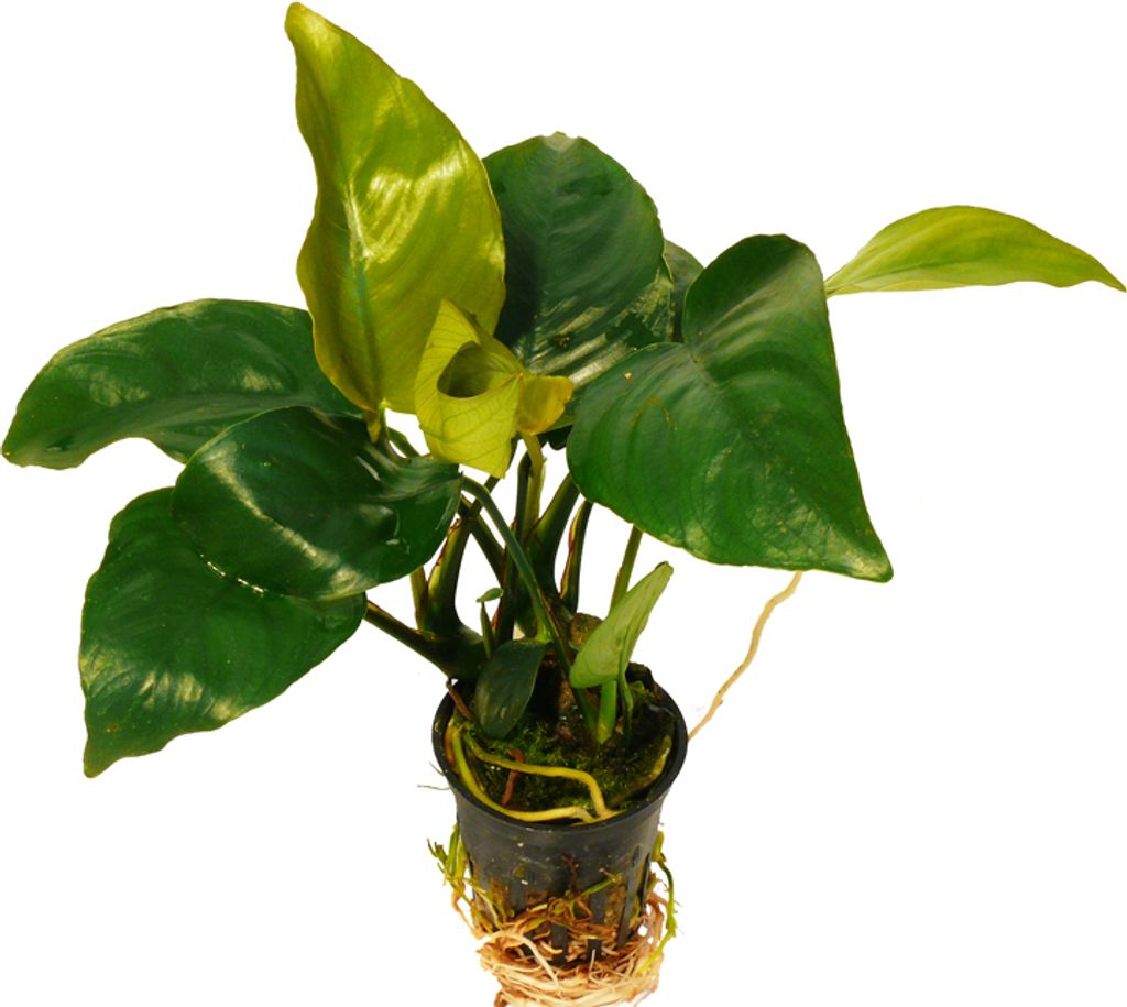 1 Topf Barter's Speerblatt (Anubias Barteri) - Top!!!