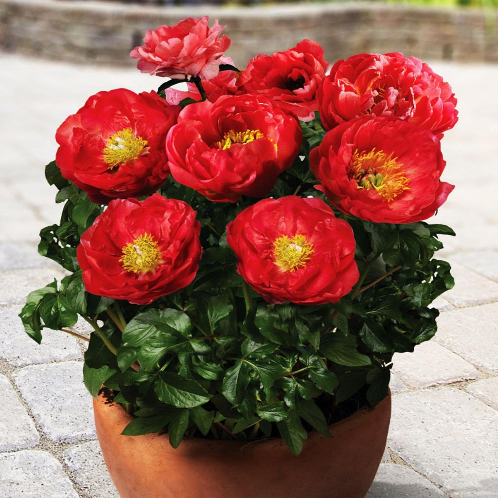 Päonie Paeonia Pfingstrose Blumen Rhizom Staude Blüten Päonie Patio Moscow 1 St.