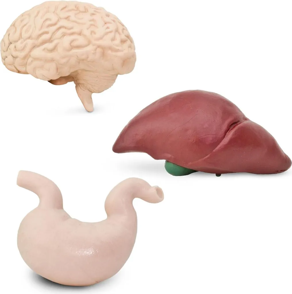 Maquettes anatomiques du corps humain - Set pédagogique de 8 organes