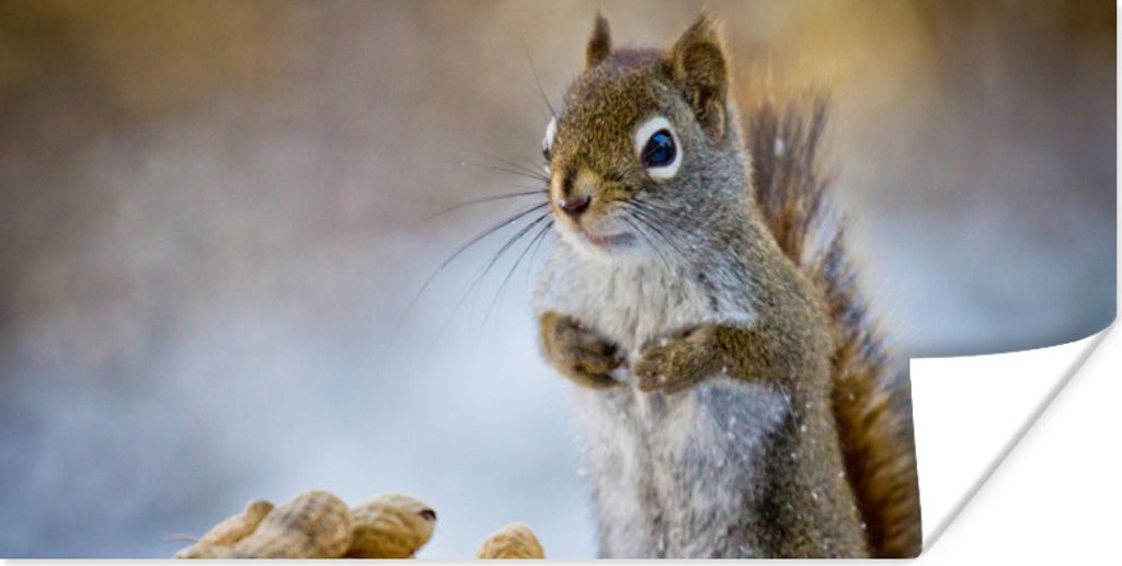 MuchoWow Poster Eichhörnchen - Nüsse - Schnee - Winter - Nagetiere - Jahreszeiten 160x80 cm - Foto Poster