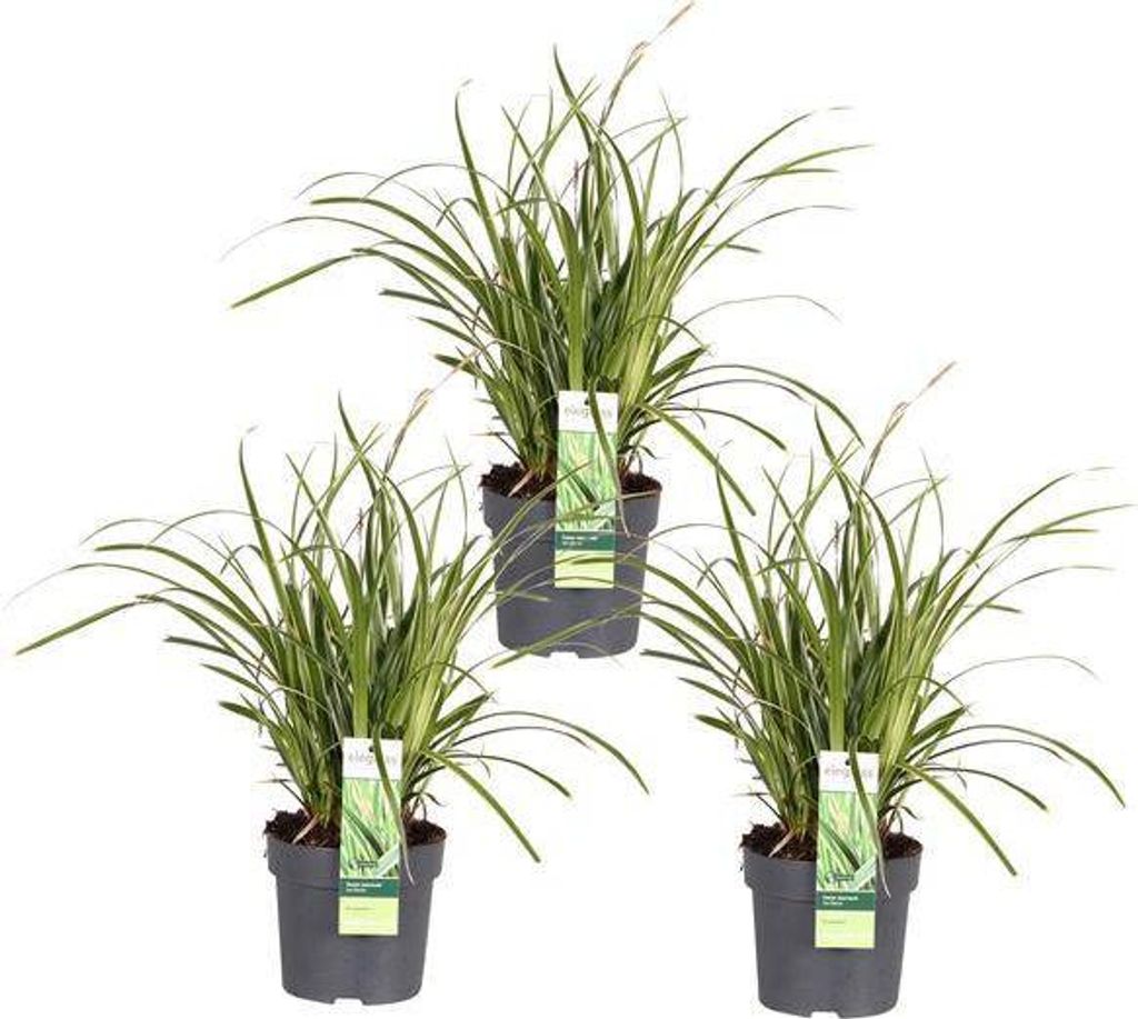 Japan-Segge Carex morrowii Icedance 3 Pflanzen Ø14cm 30cm Immergrünes Ziergras