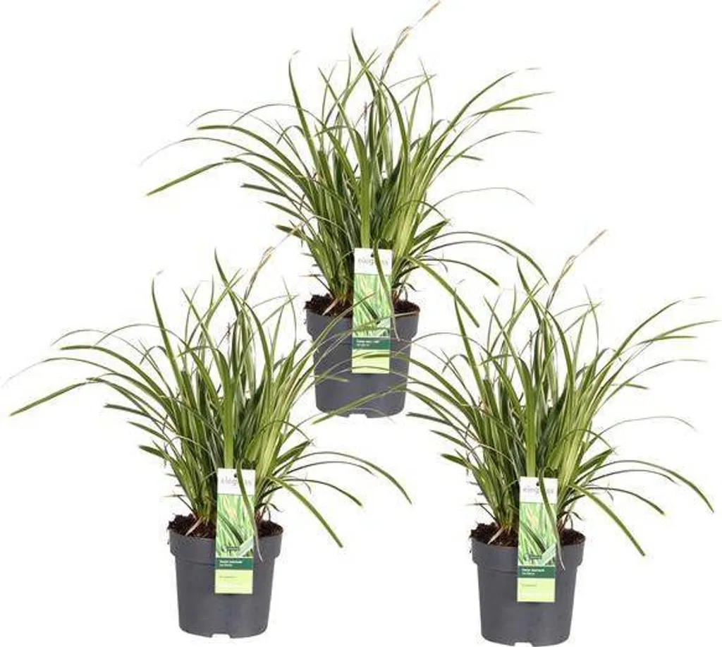 Fini les zones dégarnies avec le Carex Ice Dance - 3 plantes 30 cm