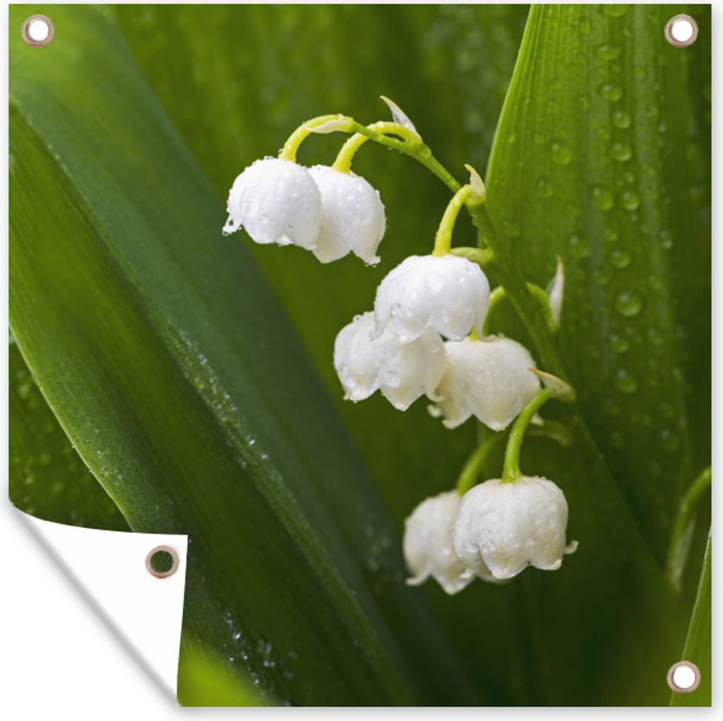 MuchoWow 50x50 cm Outdoor-Poster Gartendeko Sichtschutz Garten Poster für den Garten Maiglöckchen in freier Wildbahn in Kanada