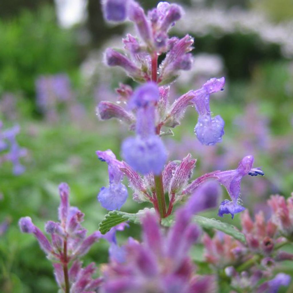 6 x Katzenminze mussinii - Nepeta mussinii | Topf 9cm x 9cm