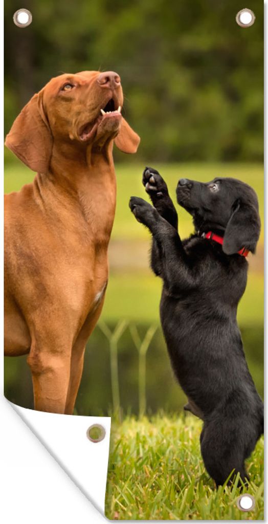 MuchoWow 40x80 cm Outdoor-Poster Gartendeko Sichtschutz Garten Poster für den Garten Ein Welpe spielt mit einem erwachsenen Hund