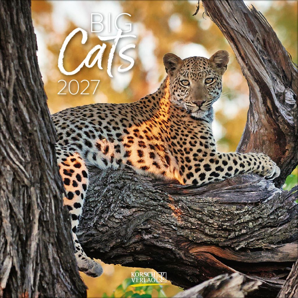 Korsch Kalender 2027 Big Cats Wildlife-Fotografien mit Produktbild 