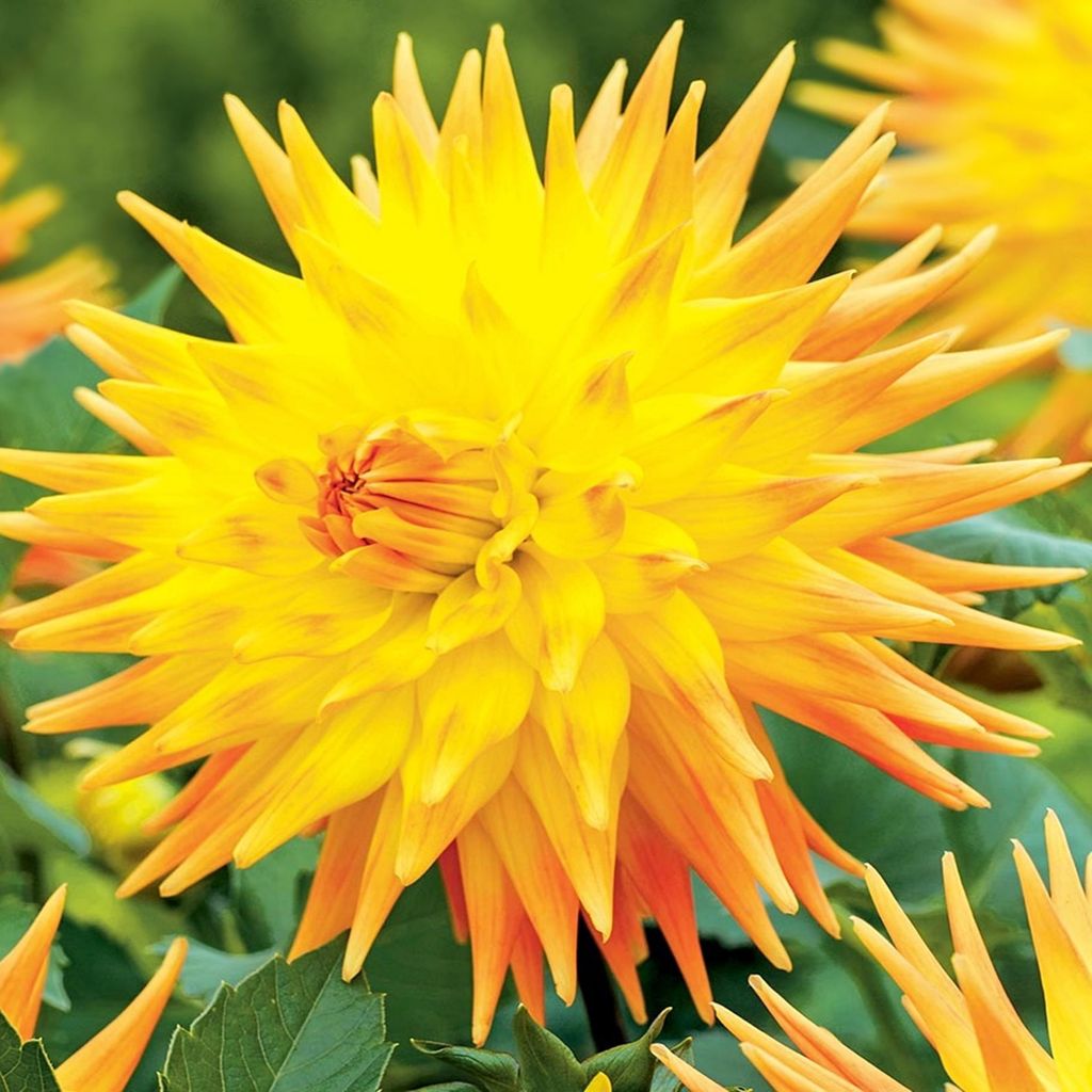 Dahlie große Dahlienpflanzen Garten Töpfe Knollen Kaktus-Dahlie Rising Sun 1 St.