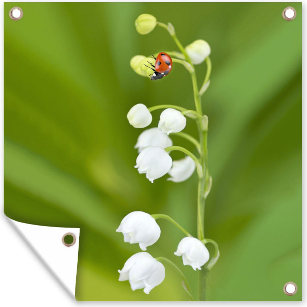 MuchoWow 50x50 cm Outdoor-Poster Gartendeko Sichtschutz Garten Poster für den Garten Ein Marienkäfer auf einem weißen Maiglöckchen
