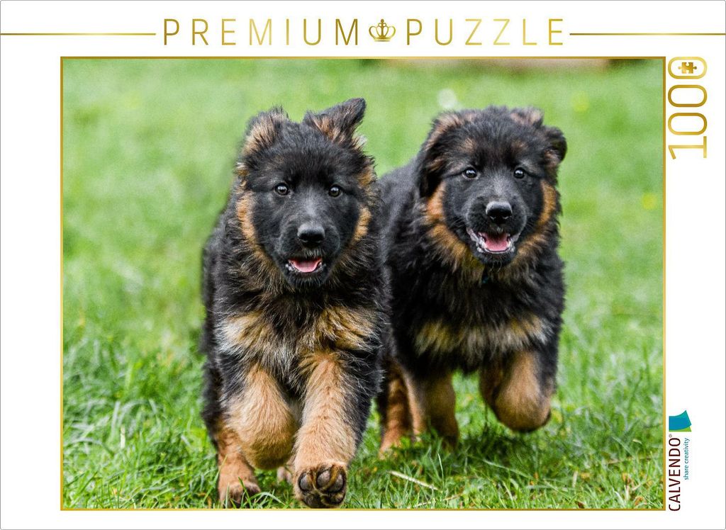 CALVENDO Puzzle Welpen 8 Wochen | 1000 Teile Lege-Größe Produktbild 