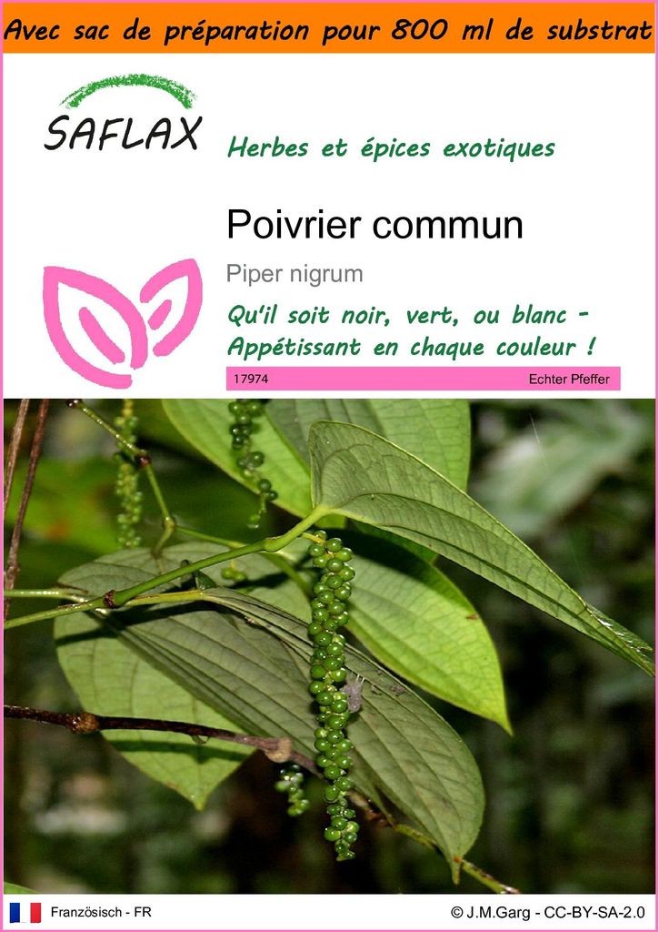 SAFLAX Garden in the bag - Poivrier commun - 20 graines - Image du produit 