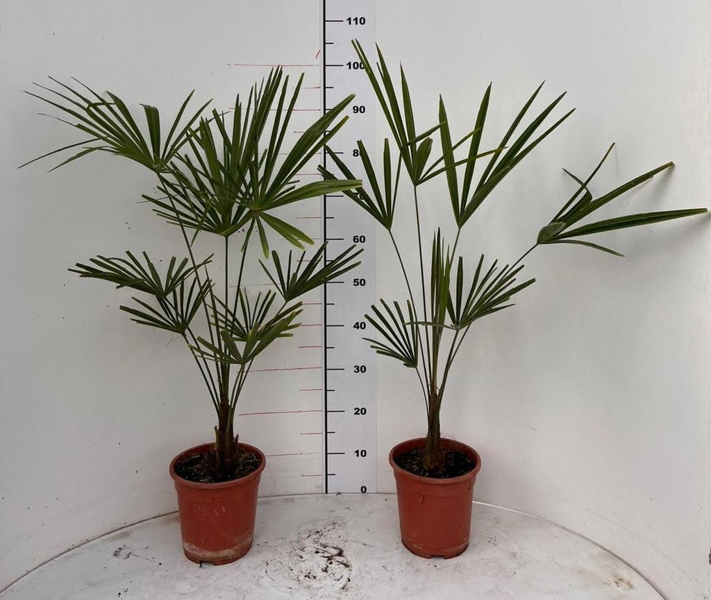 Two potted Chinese Fan Palms are shown against a white background with a ruler for scale.