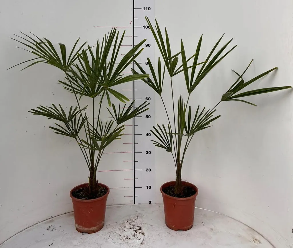 Palmier chanvre robuste pour extérieur hivernal Trachycarpus fortunei