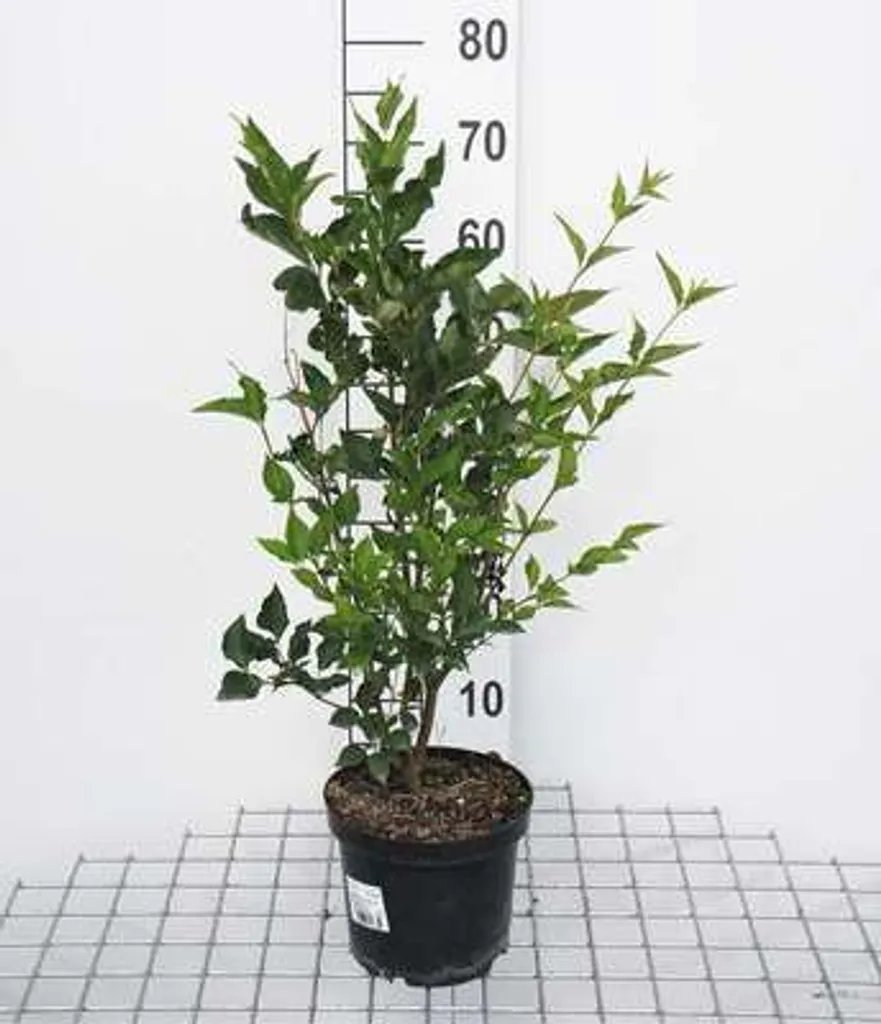 Arbuste Lilas de Mandchourie Miss Kim - Plante de haie fleurie 40-60 cm