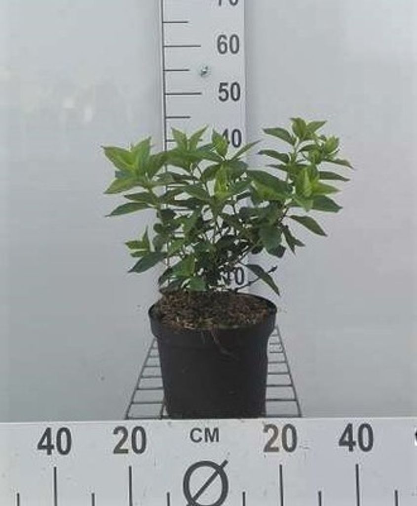 Hydrangea pan. 'Little Lime' ('jane') - Rispenhortensie 25- 30 cm Container