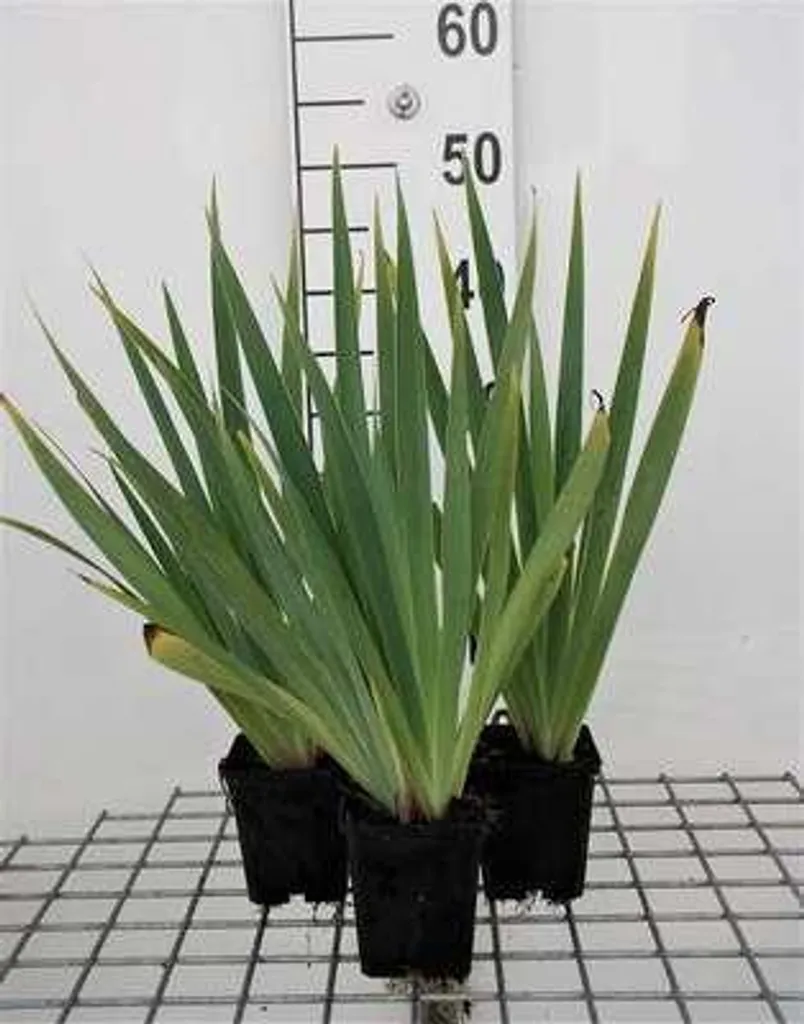 Sisyrinchium lutescens à fleurs jaunes : lot de 6 plantes de rocaille