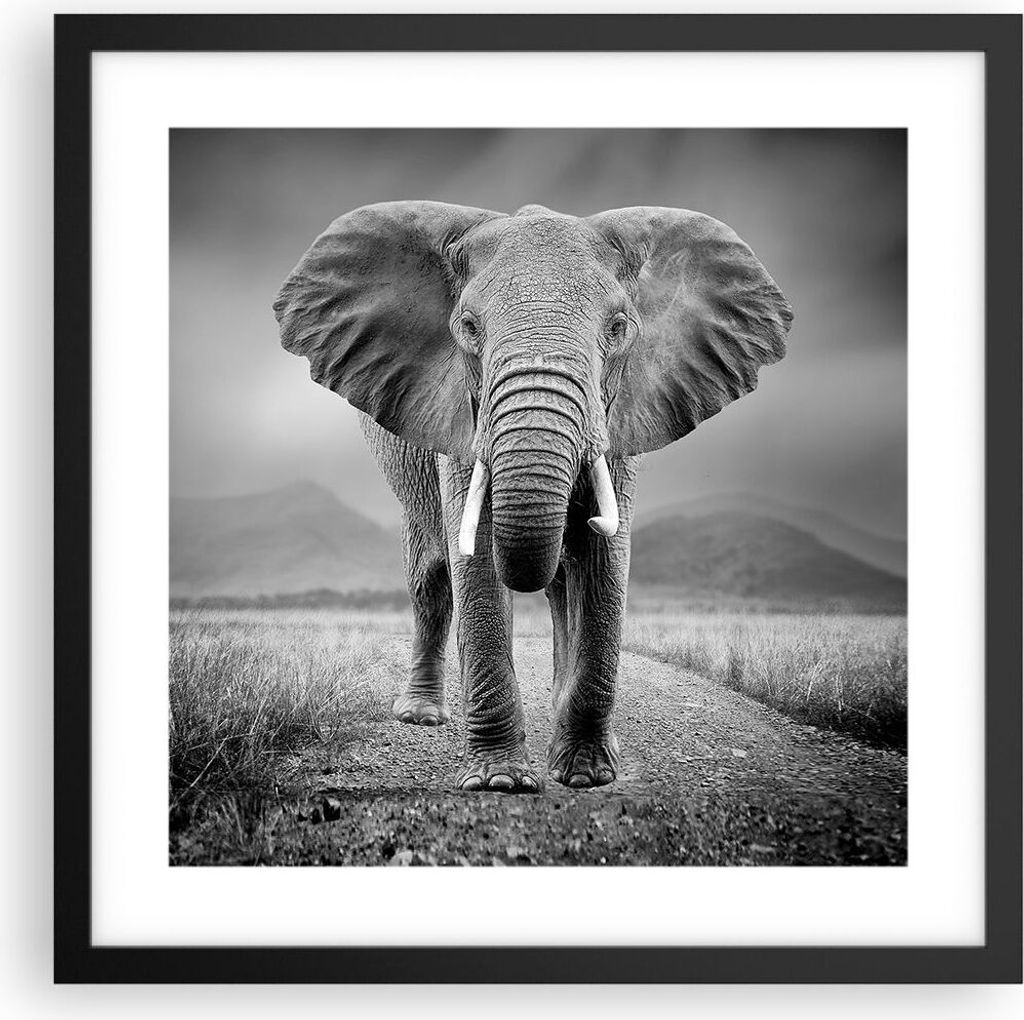 Gerahmtes Poster - Schwarzer Rahmen - Elefant Wildnis Natur - 40x40 cm - Wand Bild - Wanddeko - Wandbilder - Kunstposter - Wandposter - Bilderrahme...