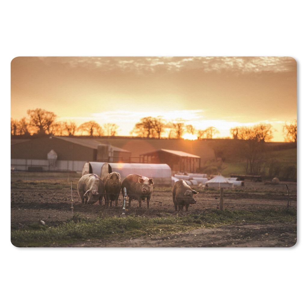 MuchoWow Schreibtischunterlage Bauernhof - Sonne - Schwein 60x40 cm - XXL Mauspad - Großes Mauspad