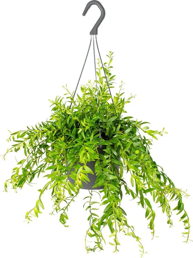 Plante d'intérieur non toxique | Aeschynanthus Mona Lisa rouge 30cm