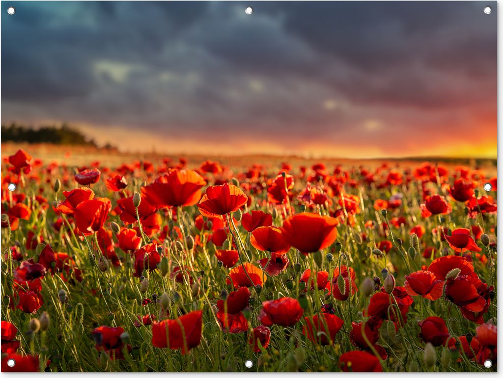 MuchoWow 120x90 cm Outdoor-Poster Gartendeko Sichtschutz Garten Poster für den Garten Sonnenuntergang - Mohnblumen - Rot - Blumen - Feld - Natur