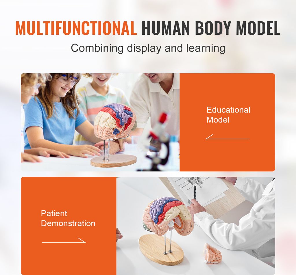 VEVOR Menschliches Gehirn Modell Anatomie, 2X Lebensgroßes Produktbild 6