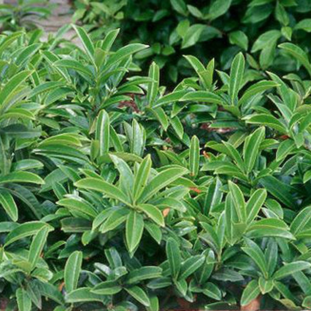 2 x  Kirschlorbeer  - Prunus laurocerasus 'Mount Vernon'  | Produktbild 