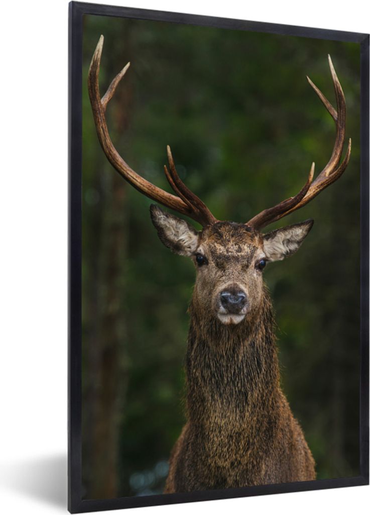 MuchoWow Gerahmtes Poster Hirsch - Geweih - Natur 60x90 cm - Poster mit Schwarzem Bilderrahmen Wandposter Rahmen Foto Bilder - Kunst