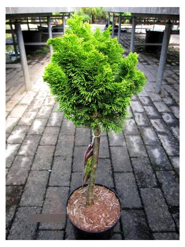 Chamaecyparis obtusa Aurora Stamm - Hinoki-Scheinzypresse Aurora - 40 cm