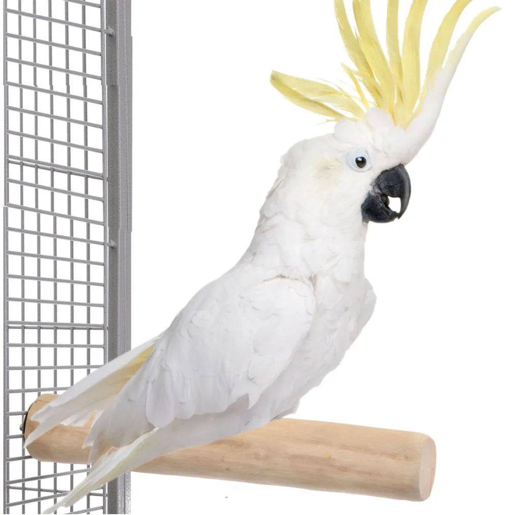 Java XL - Ramo in legno indistruttibile per i pappagalli più grandi