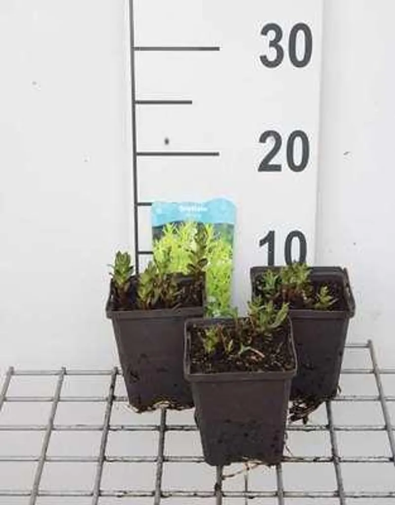 Plante de bassin Gratiola officinalis herbe de la grâce - lot de 6