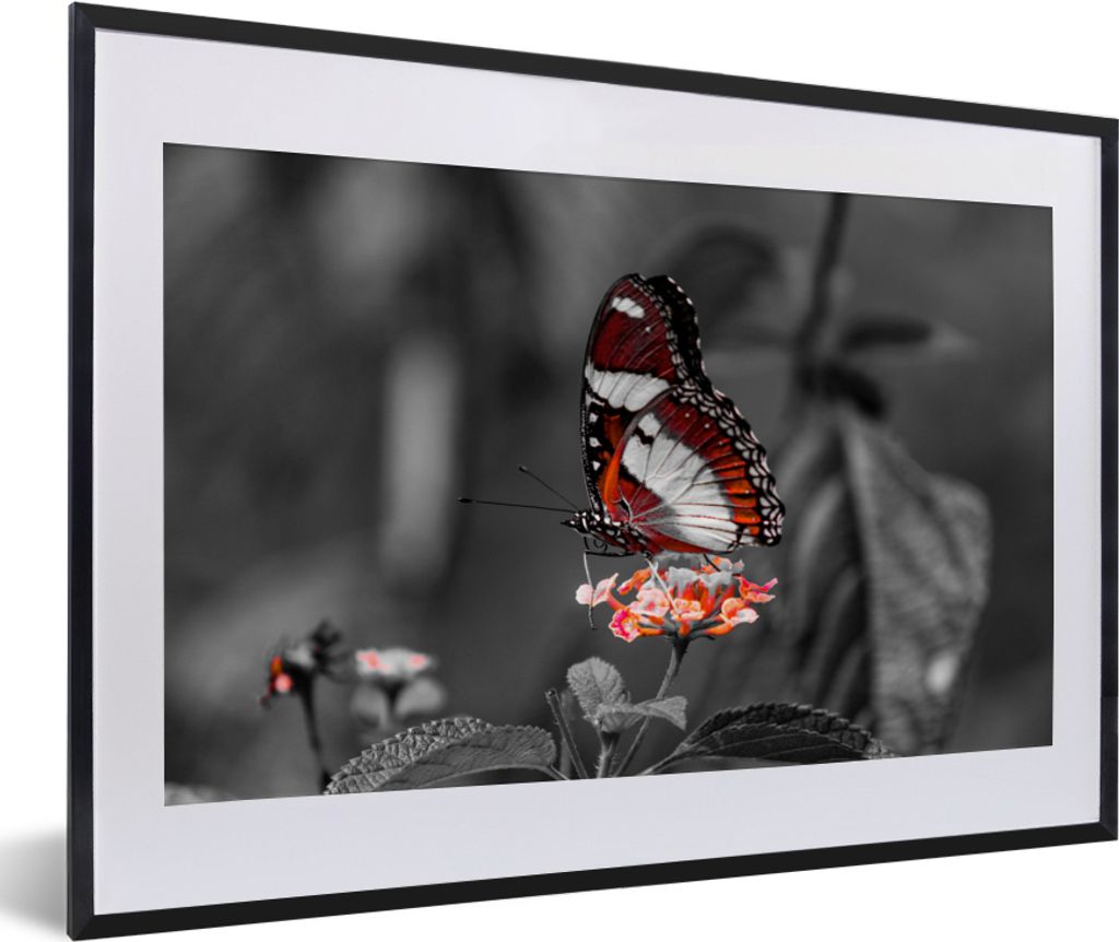 MuchoWow Gerahmtes Poster Schmetterling - Tiere - Blumen - Schwarz und weiß - Orange 60x40 cm - Poster mit Schwarzem Bilderrahmen Wandposter Rah...