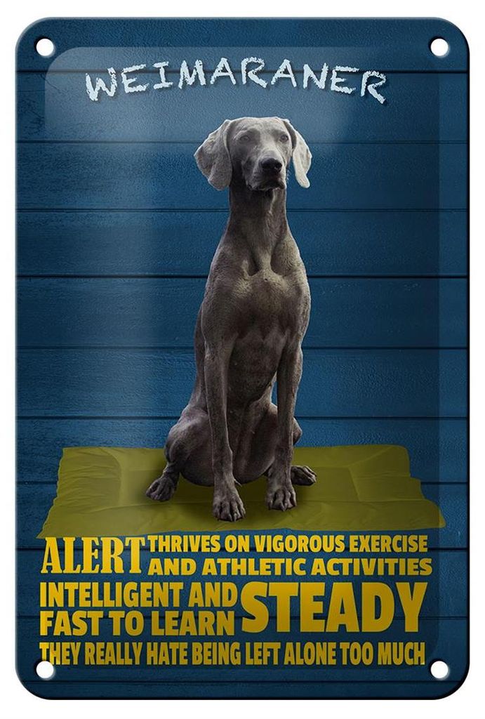 Blechschild Spruch 12x18cm Weimaraner Hund alert and steady