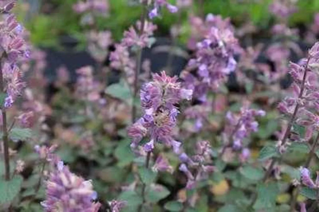 6 Nepeta hybr. Cat's Pajama - Idéal bordures et jardin sec sans arrosage