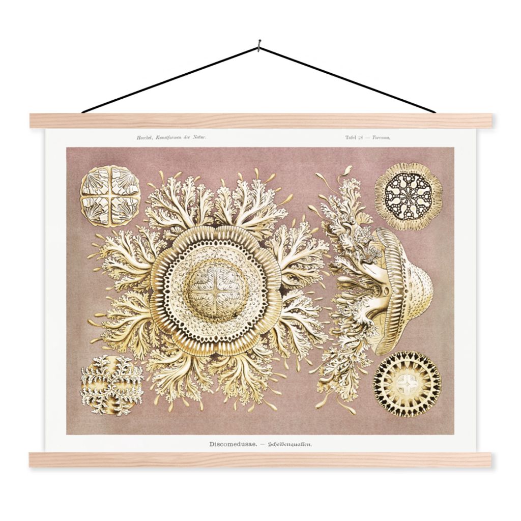 MuchoWow Textilposter Jahrgang - Ernst Haeckel - Qualle - Kunst 60x45 cm mit holzfarbenen Rahmen - Bild