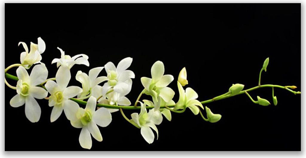 Tulup Leinwand-Bilder 140x70 Wandbild Canvas Kunstdruck Blumen Pflanzen